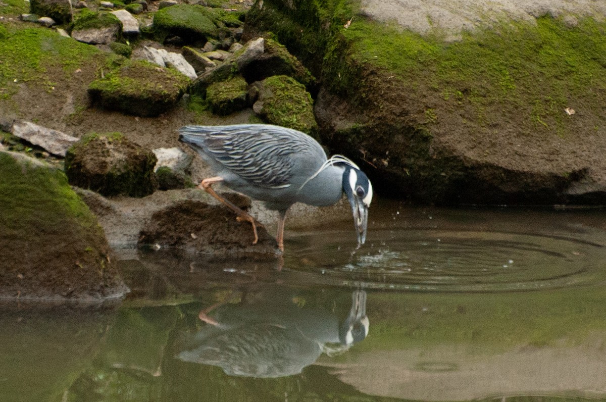 Yellow-crowned Night Heron - ML636322307