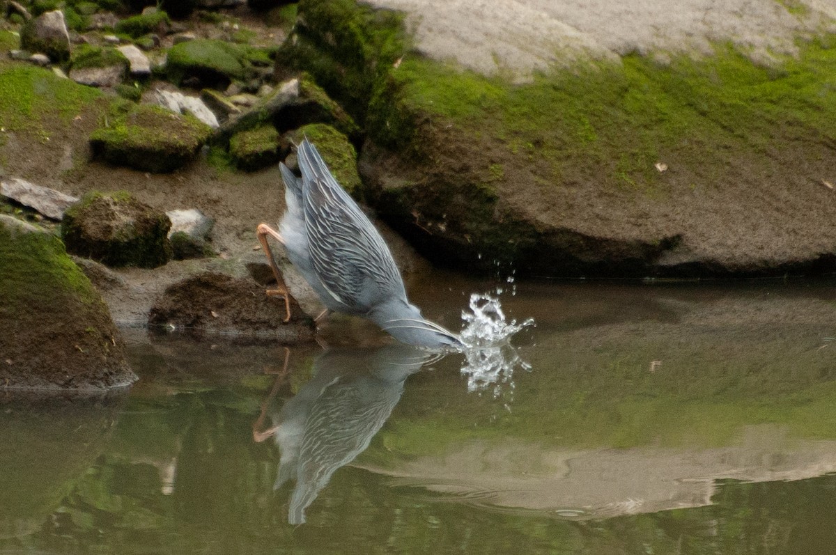 Yellow-crowned Night Heron - ML636322308