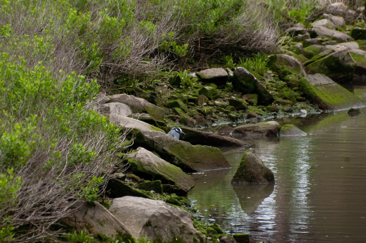 Yellow-crowned Night Heron - ML636322309