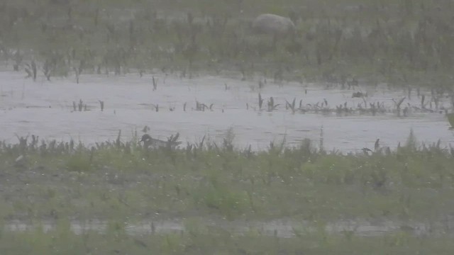 Red-necked Phalarope - ML636322371