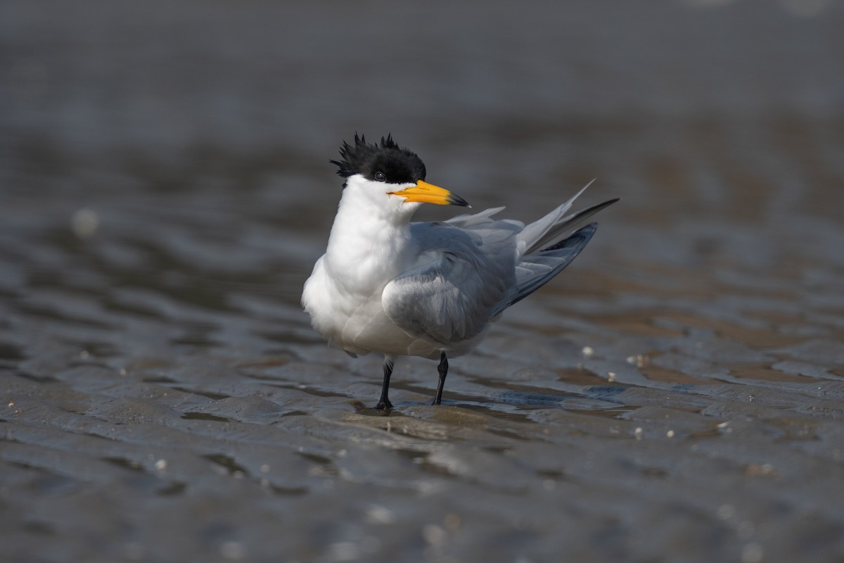 黑嘴端鳳頭燕鷗 - ML636322379
