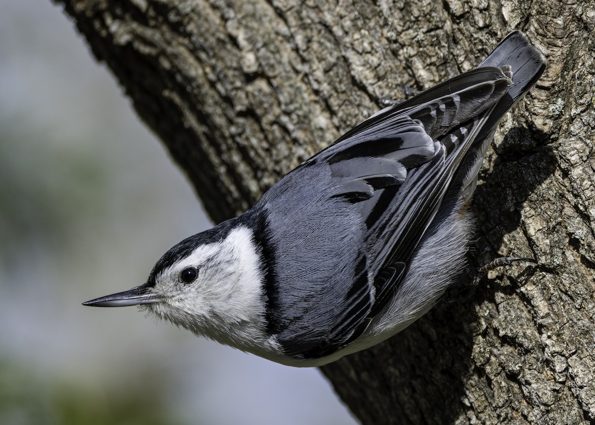White-breasted Nuthatch - ML636322411
