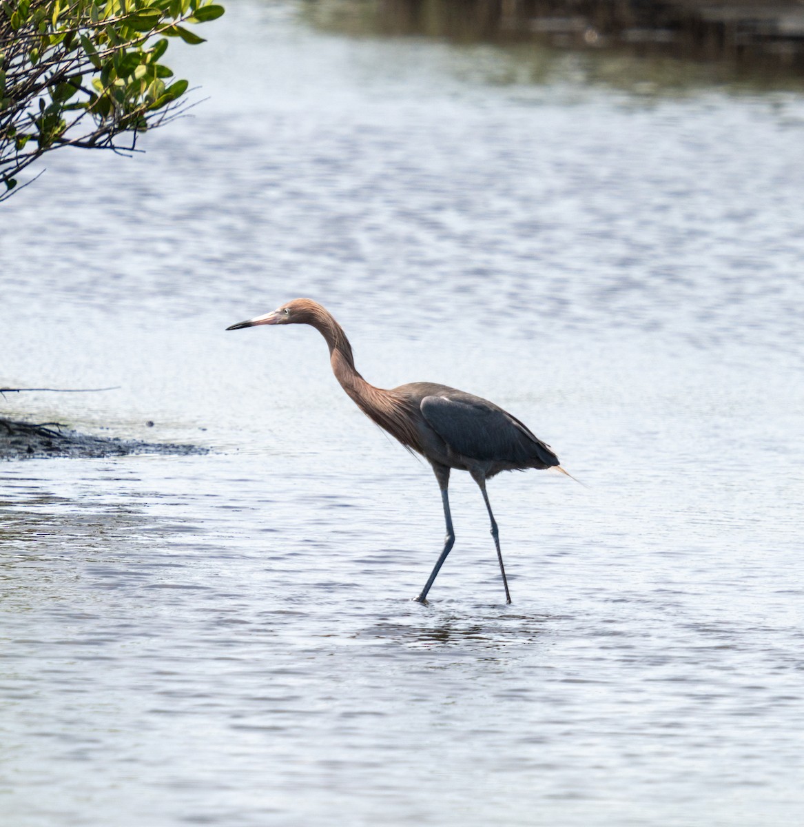 Reddish Egret - ML636322412