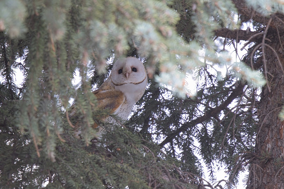American Barn Owl - ML636322453