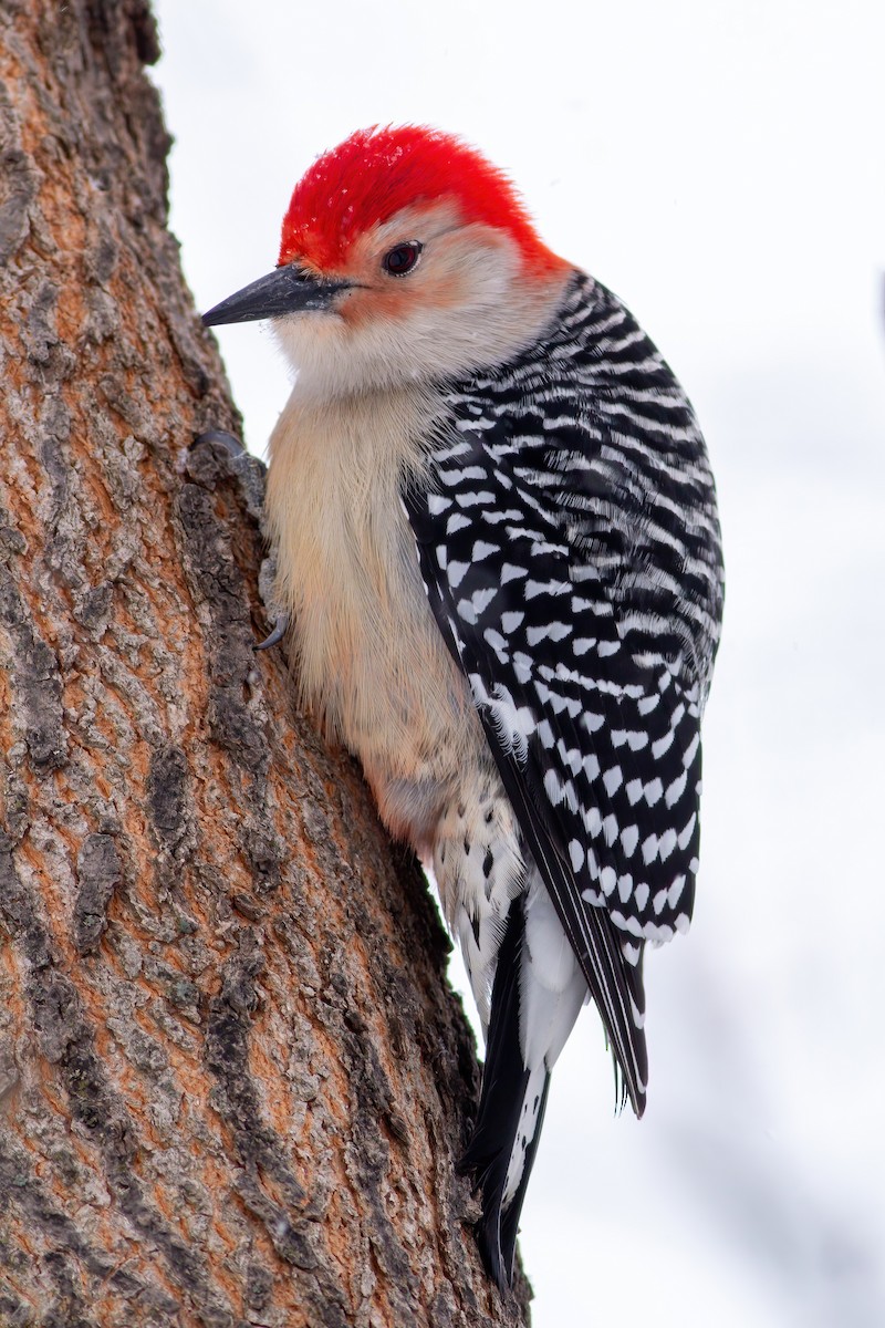 Red-bellied Woodpecker - ML636322458