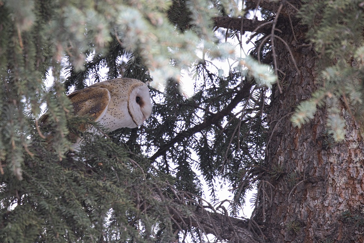 American Barn Owl - ML636322464