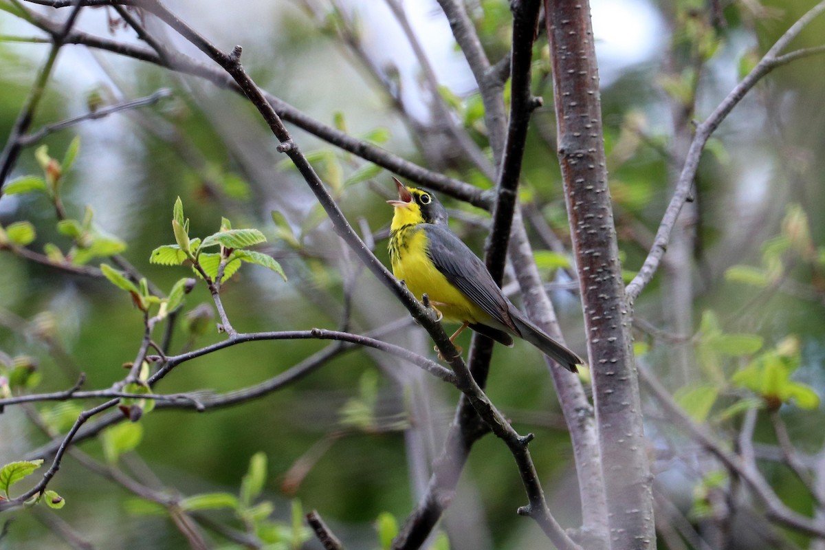 Canada Warbler - ML636322469