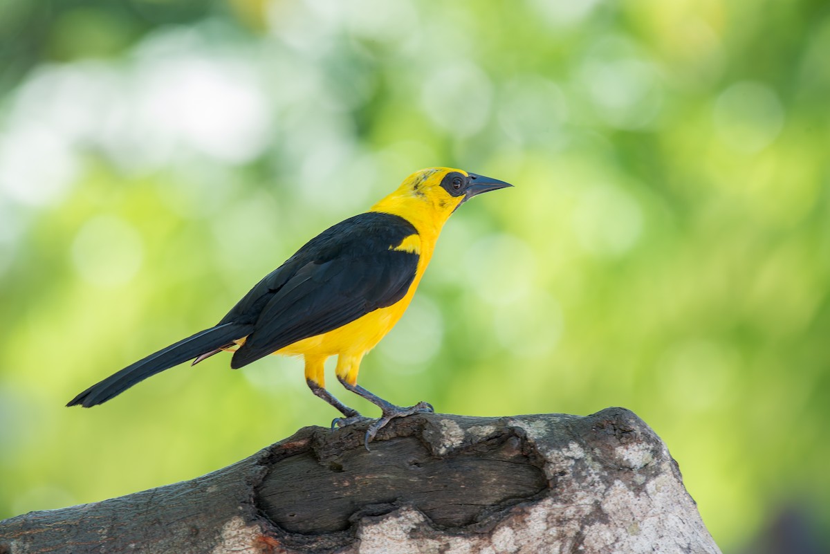 Oriole Blackbird - ML636322493