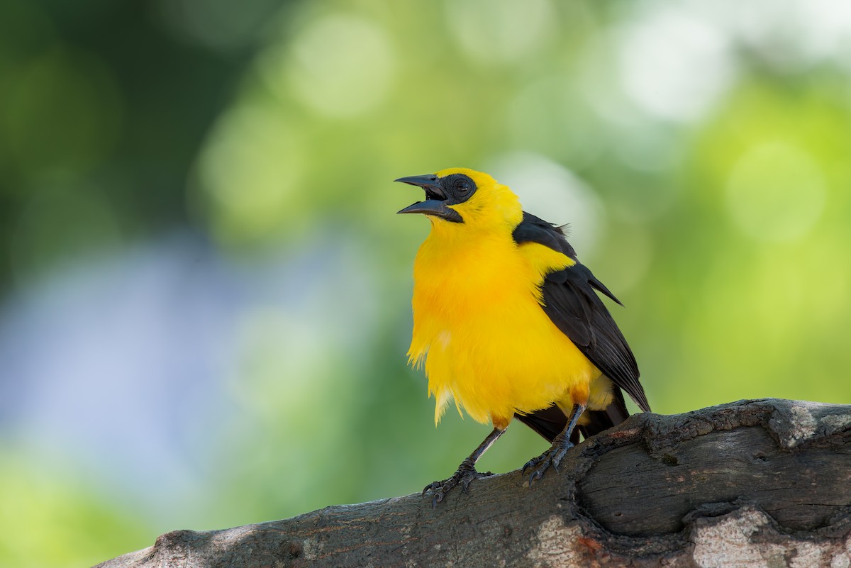 Oriole Blackbird - ML636322494