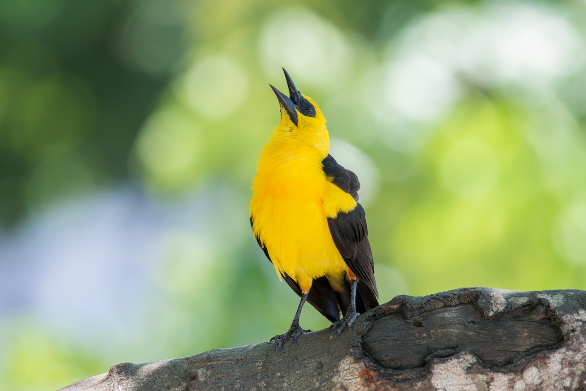 Oriole Blackbird - ML636322495