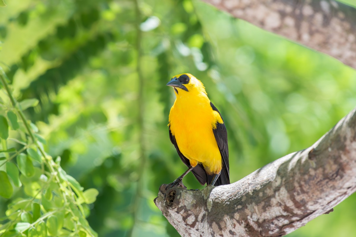 Oriole Blackbird - ML636322497