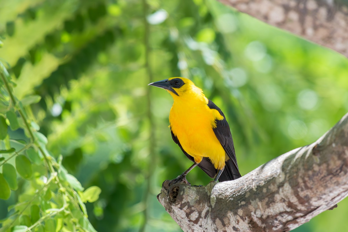 Oriole Blackbird - ML636322498