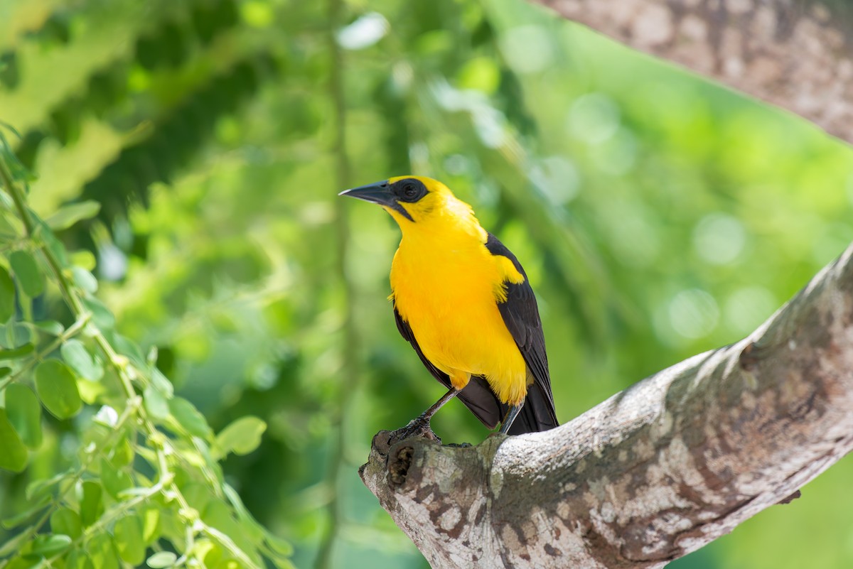 Oriole Blackbird - ML636322500