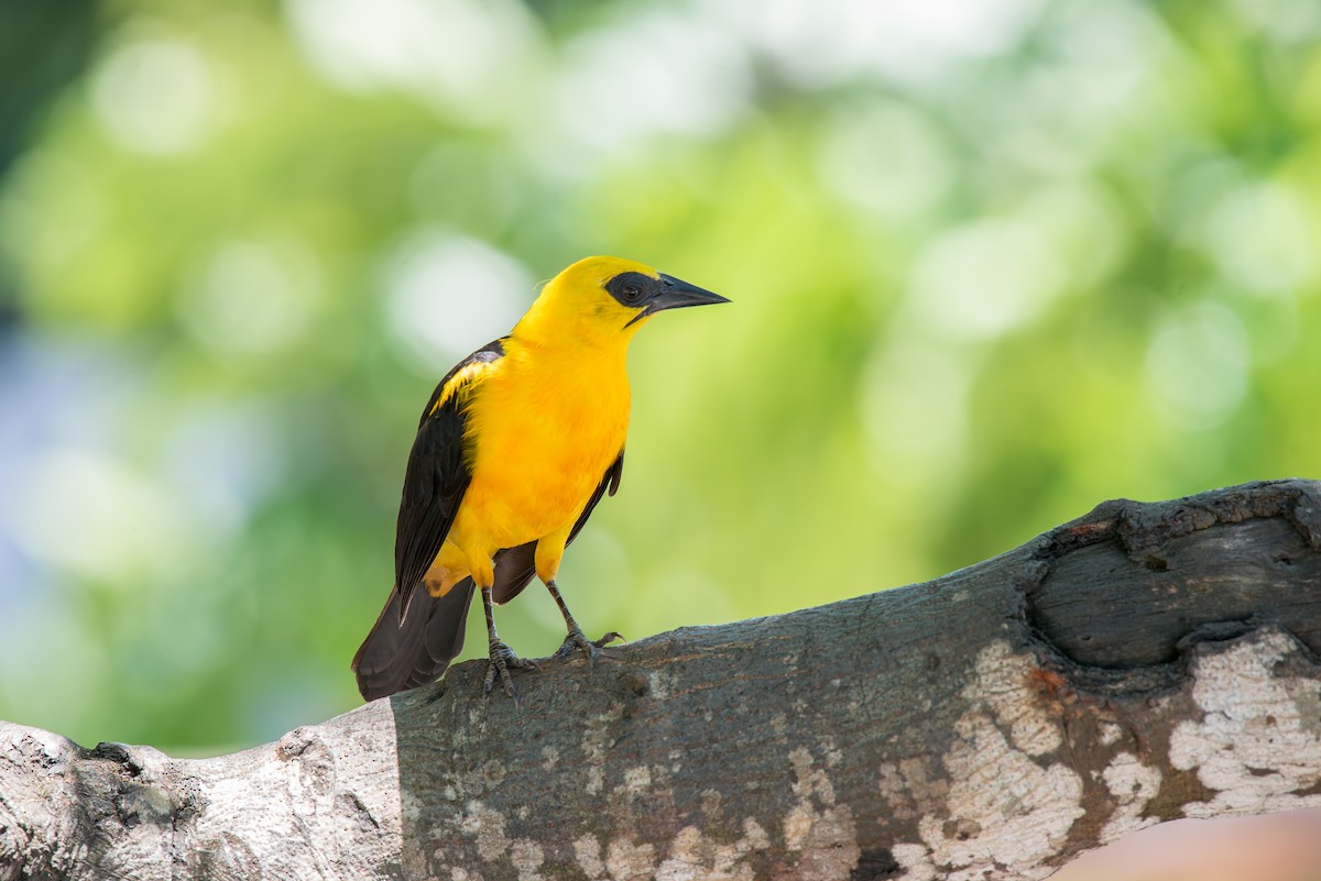 Oriole Blackbird - ML636322501