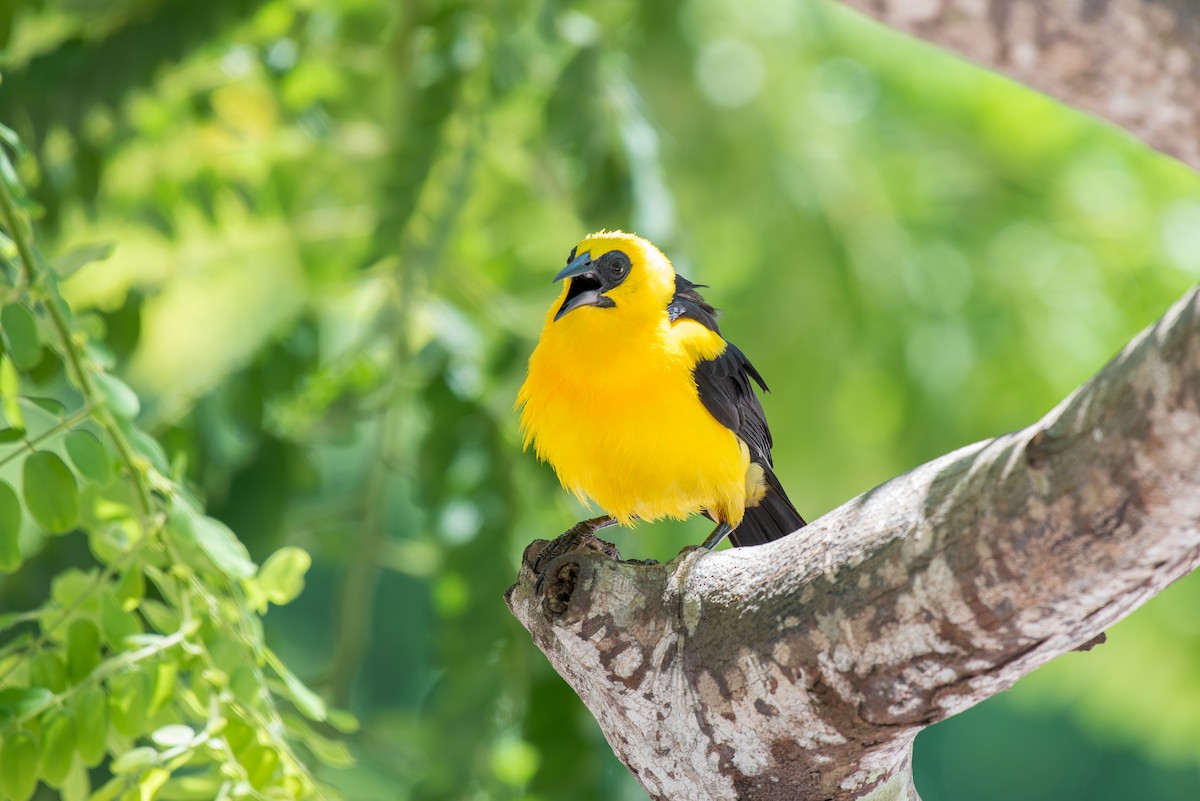Oriole Blackbird - ML636322502