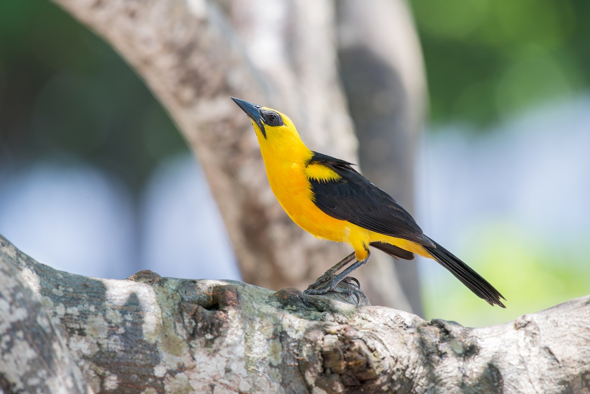 Oriole Blackbird - ML636322503