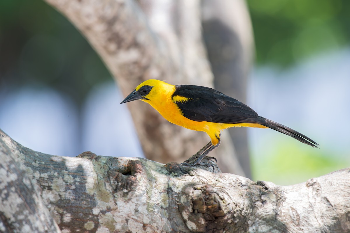 Oriole Blackbird - ML636322504