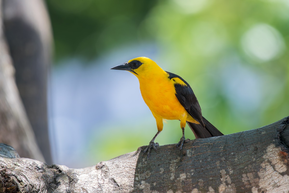 Oriole Blackbird - ML636322505