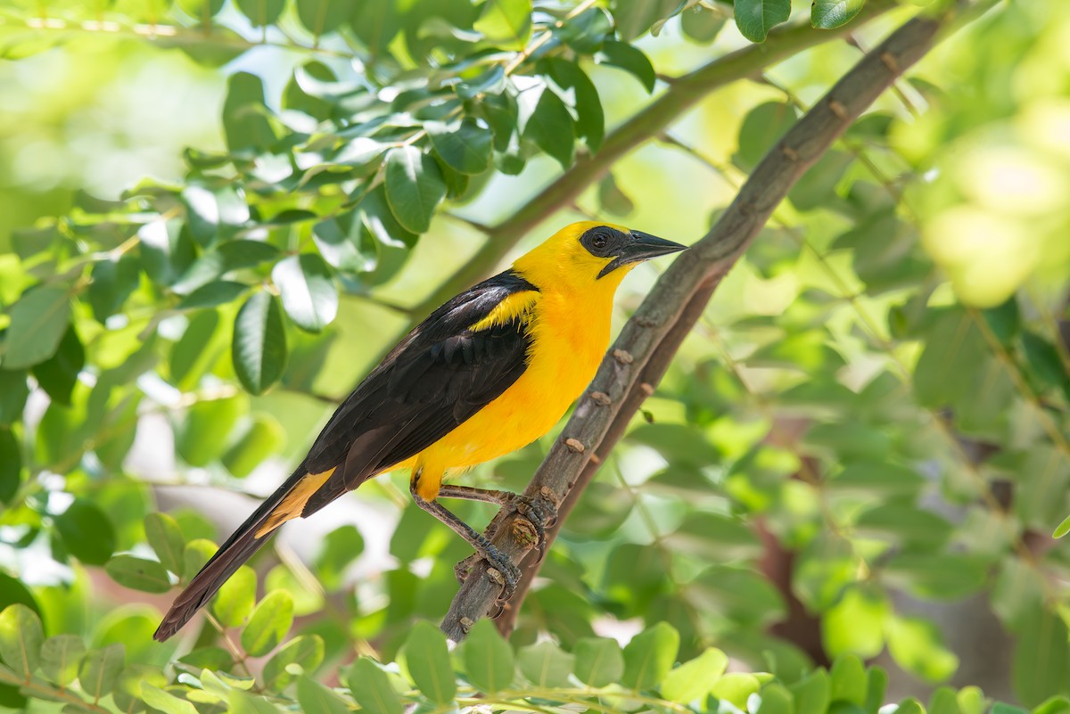 Oriole Blackbird - ML636322506