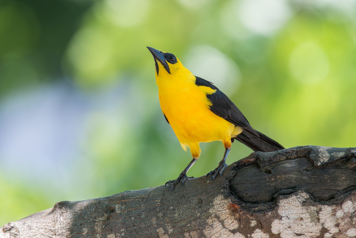 Oriole Blackbird - ML636322507