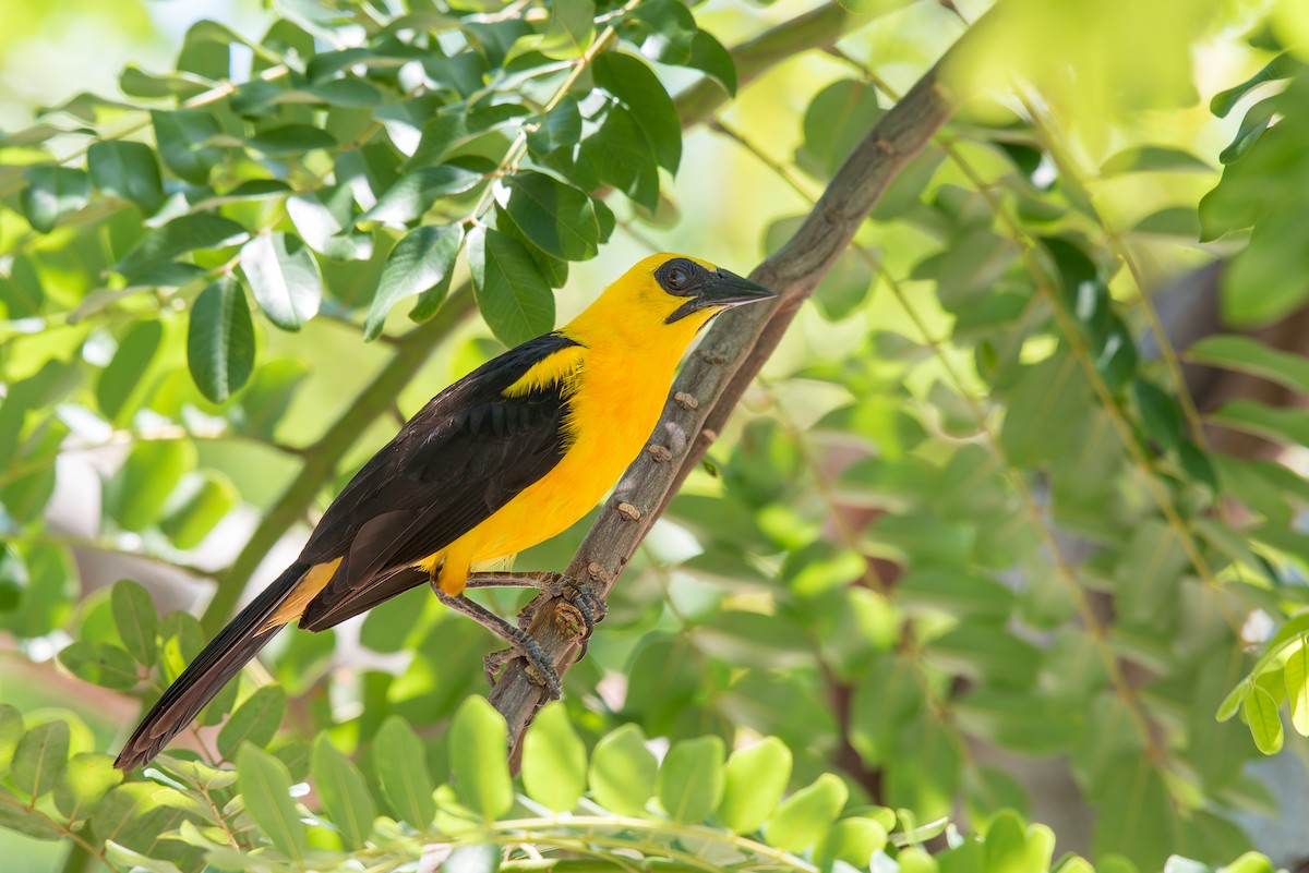 Oriole Blackbird - ML636322508