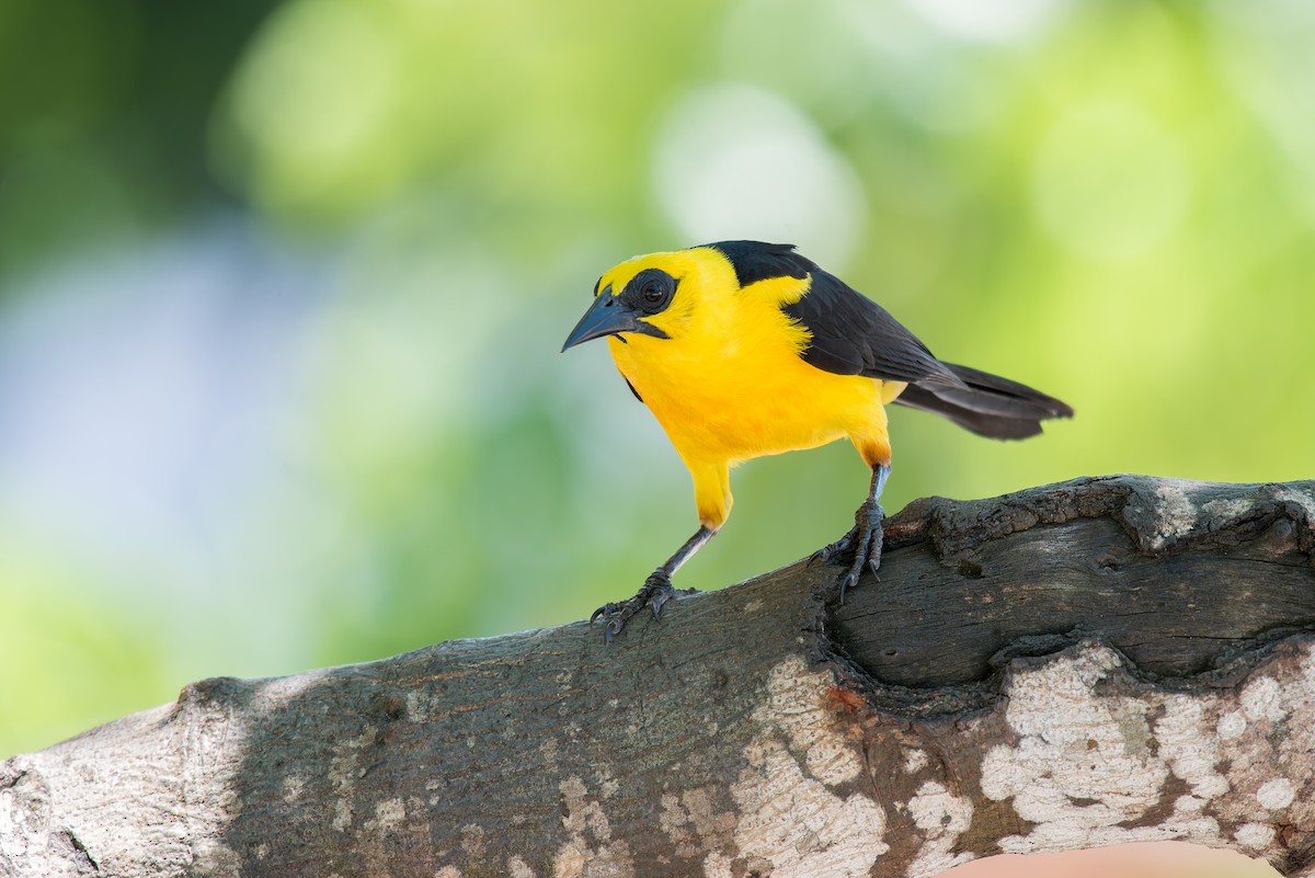 Oriole Blackbird - ML636322509