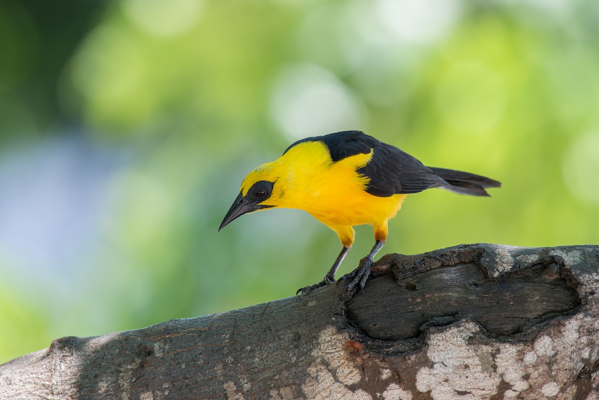 Oriole Blackbird - ML636322510