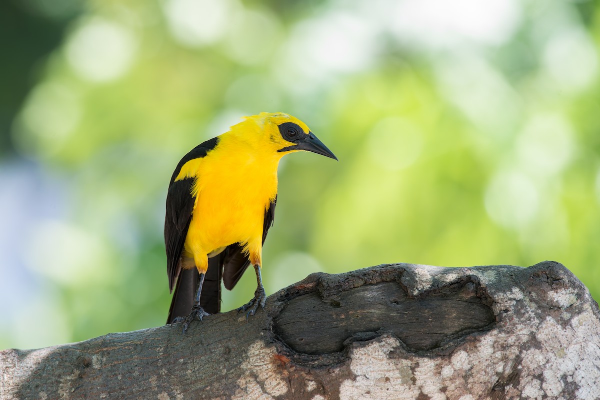 Oriole Blackbird - ML636322511