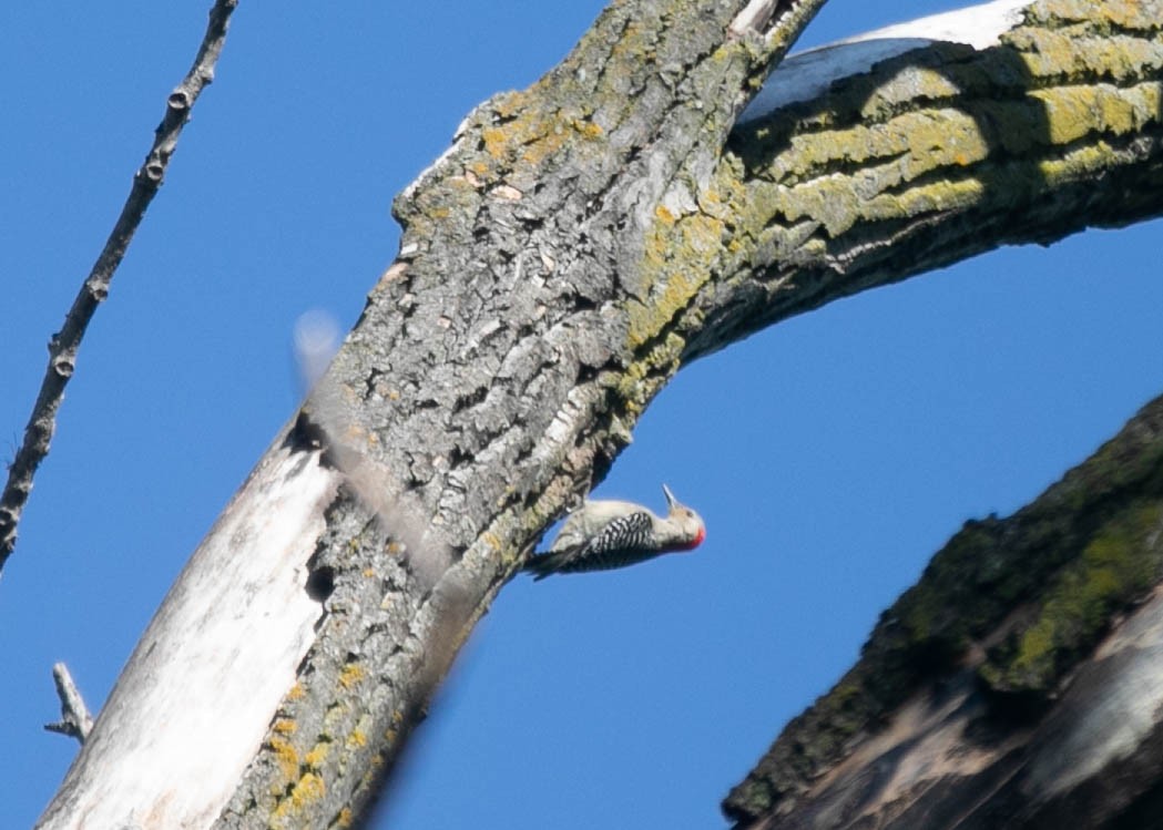 Red-bellied Woodpecker - ML636322569