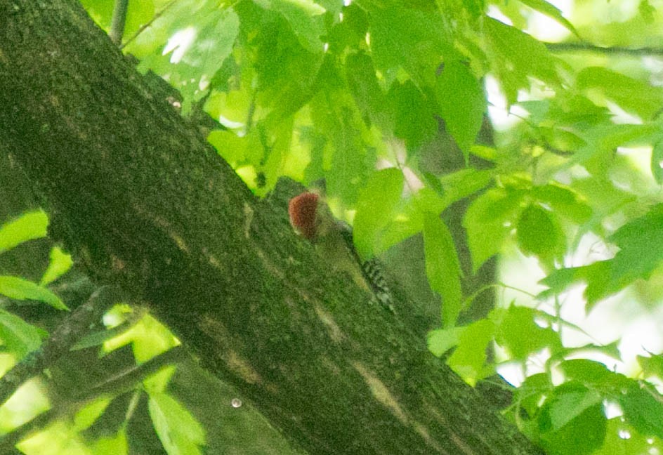 Red-bellied Woodpecker - ML636322570