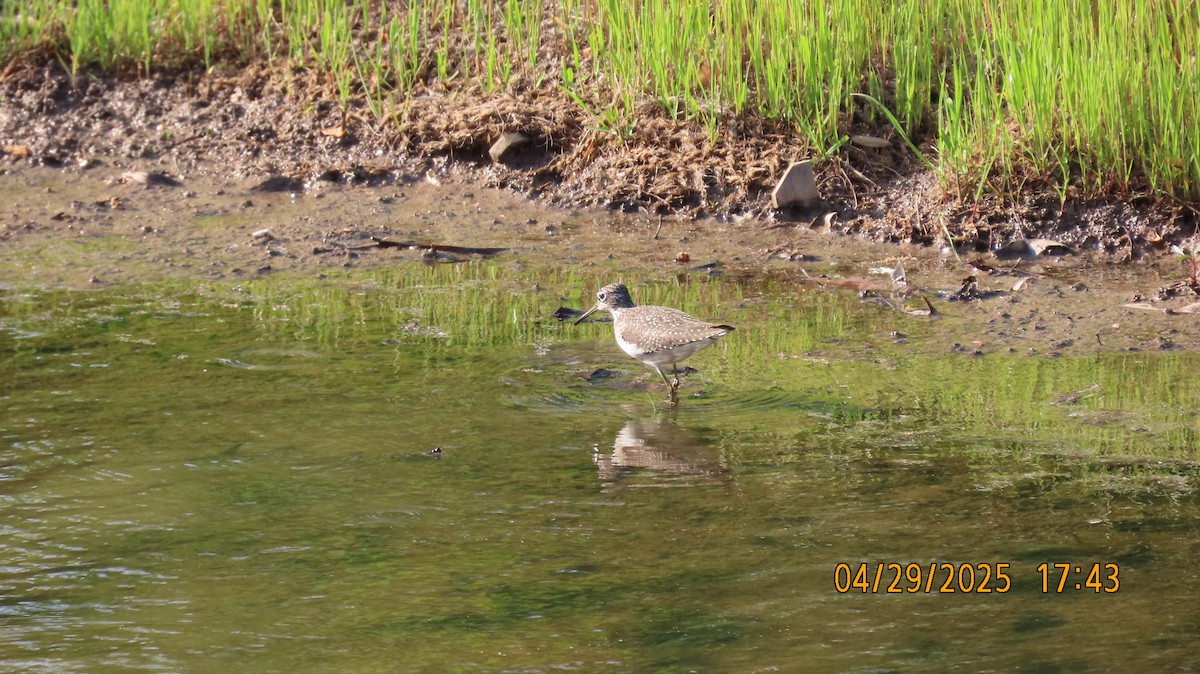 Solitary Sandpiper - ML636322587