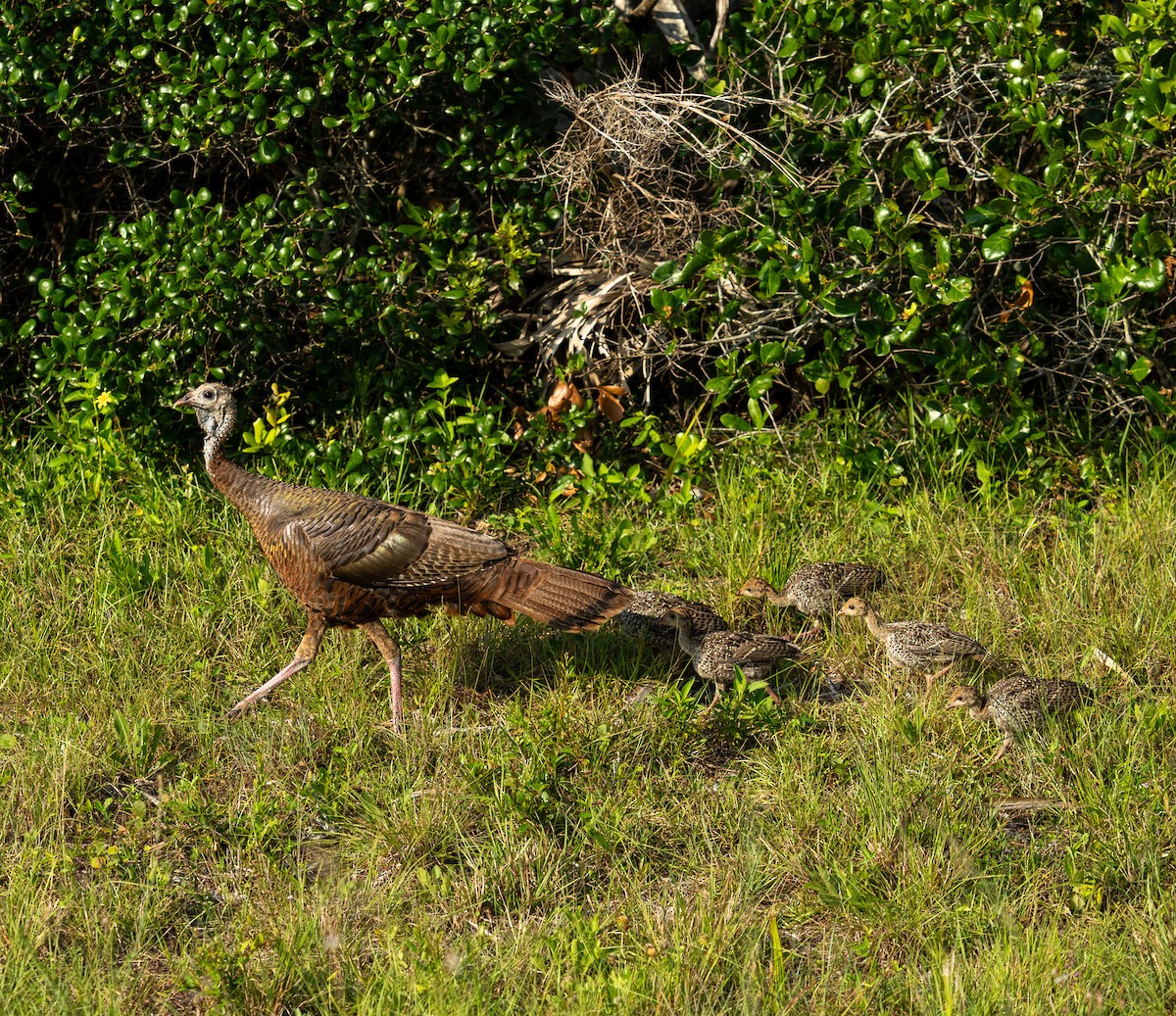Wild Turkey - ML636322646