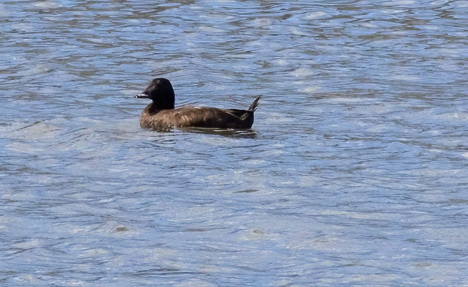 White-winged Scoter - ML636322654