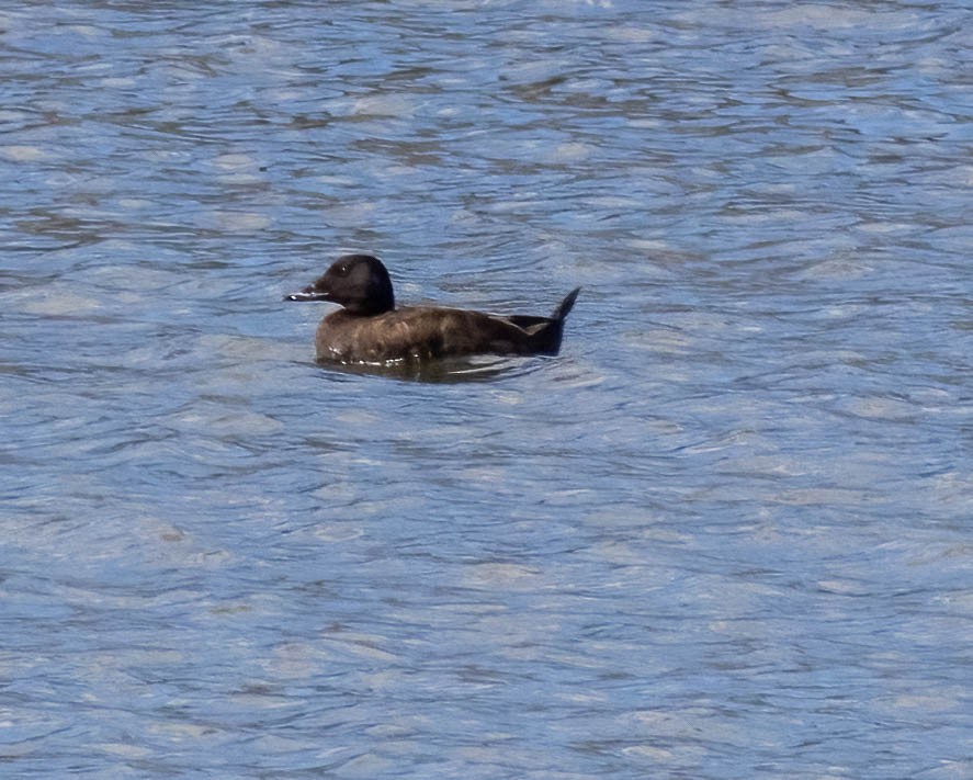 White-winged Scoter - ML636322655