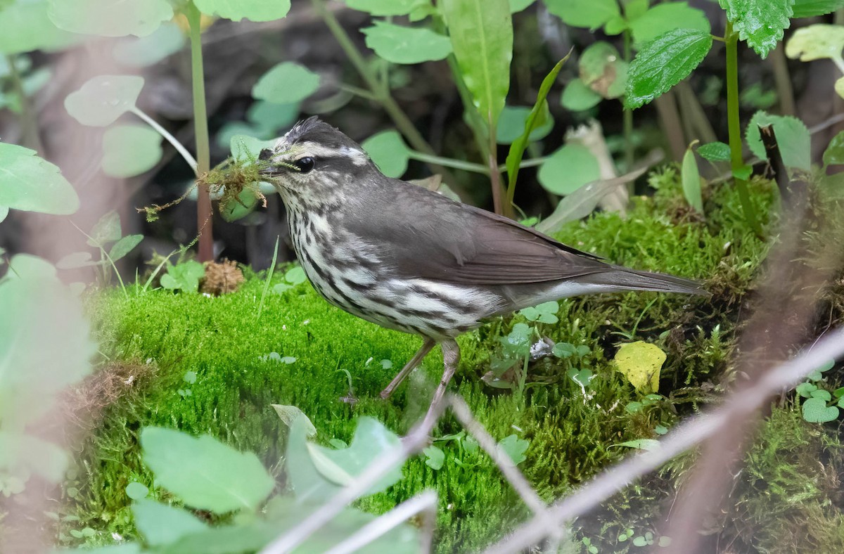 Northern Waterthrush - ML636322657
