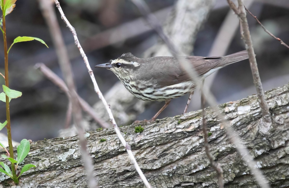 Northern Waterthrush - ML636322658