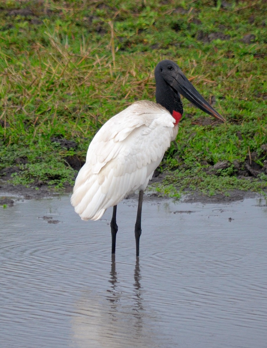 čáp jabiru - ML636322701