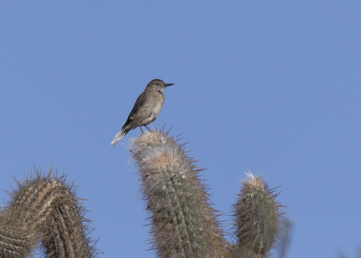 Black-billed Shrike-Tyrant - ML636322706
