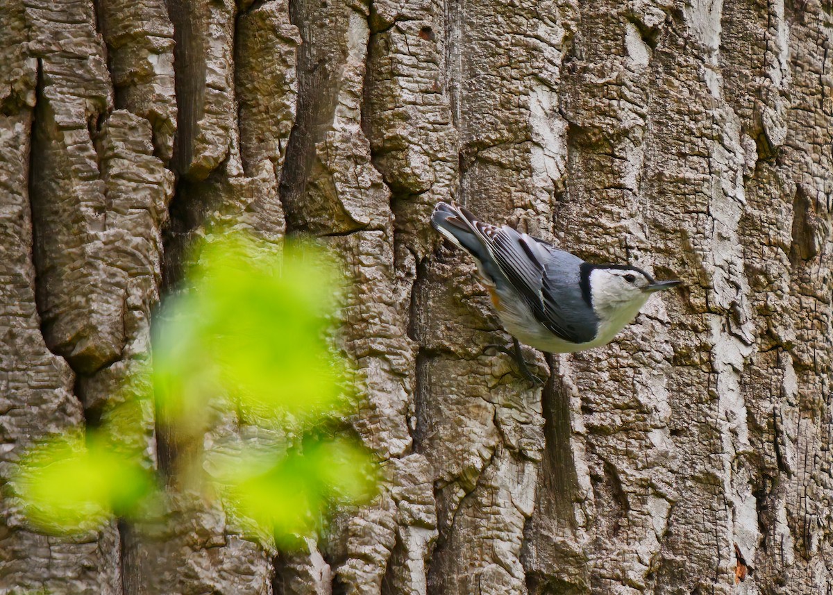 White-breasted Nuthatch - ML636322709