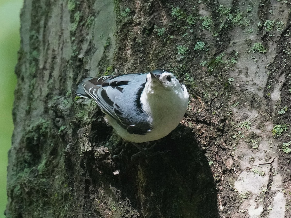 White-breasted Nuthatch - ML636322729