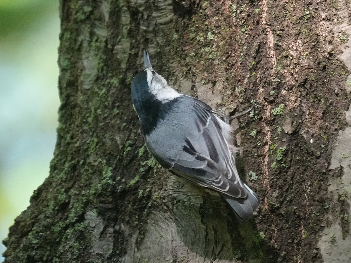 White-breasted Nuthatch - ML636322730