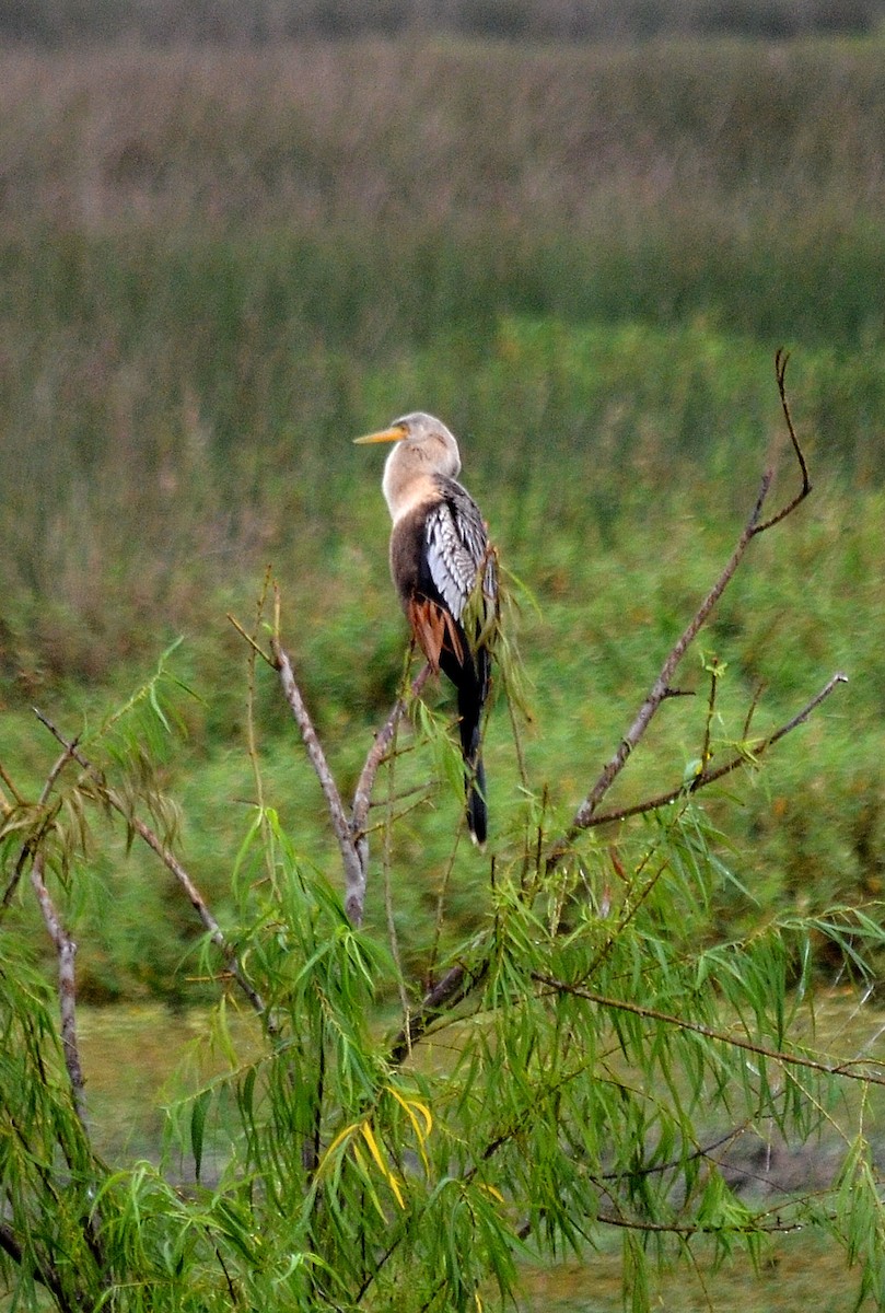 anhinga americká - ML636322774