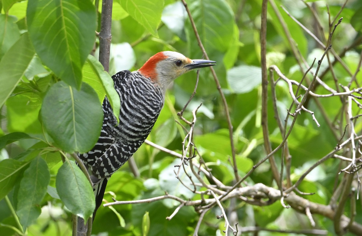 Red-bellied Woodpecker - ML636322814