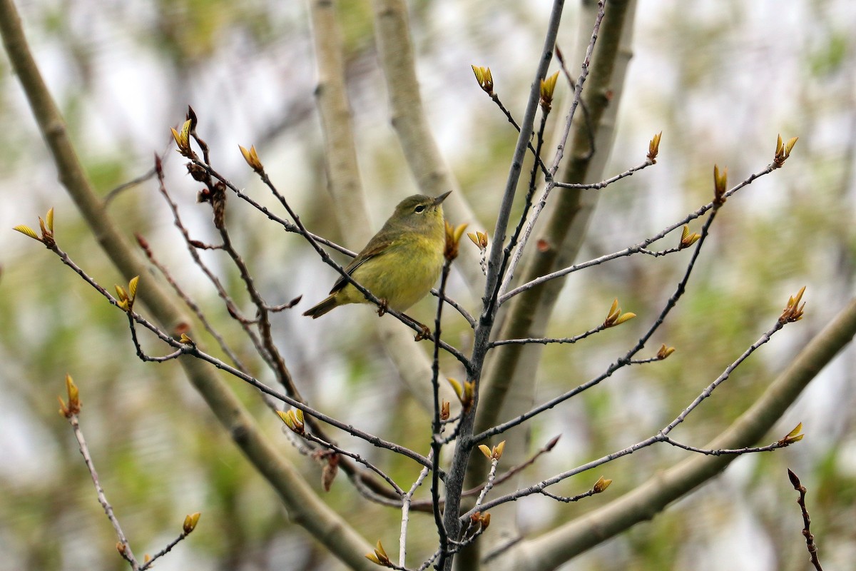 Orange-crowned Warbler - ML636322827