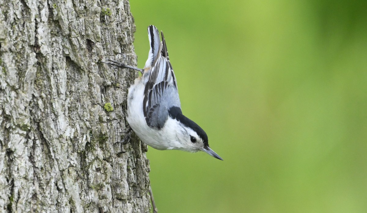 White-breasted Nuthatch - ML636322841