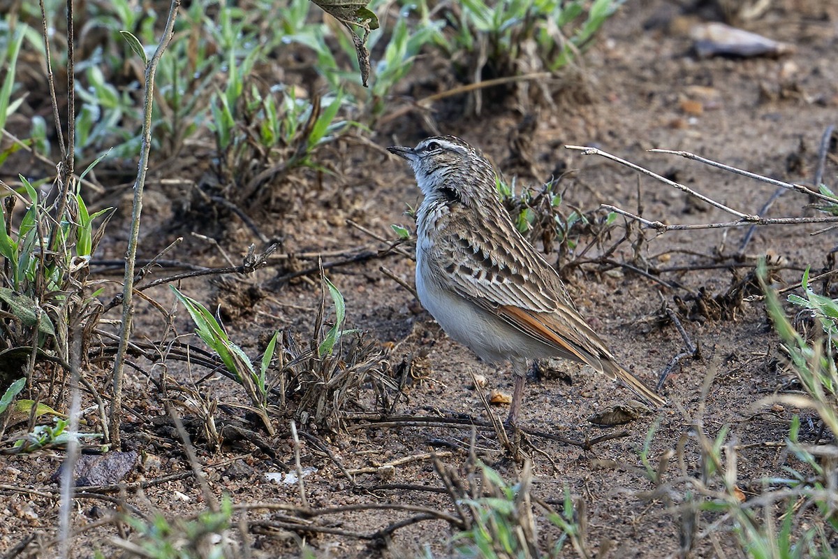 Fawn-colored Lark (Foxy) - ML636322895