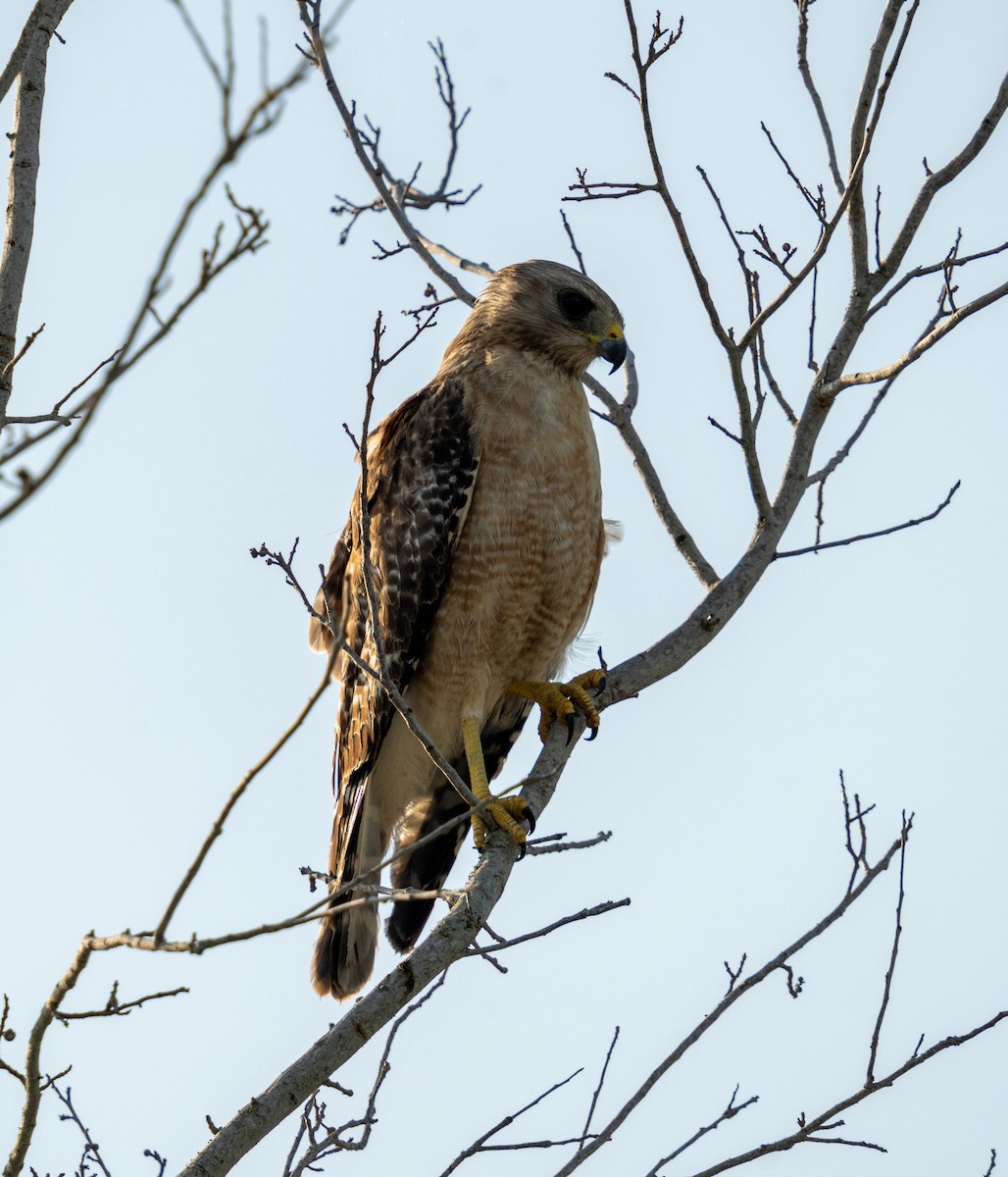 Red-shouldered Hawk - ML636322930