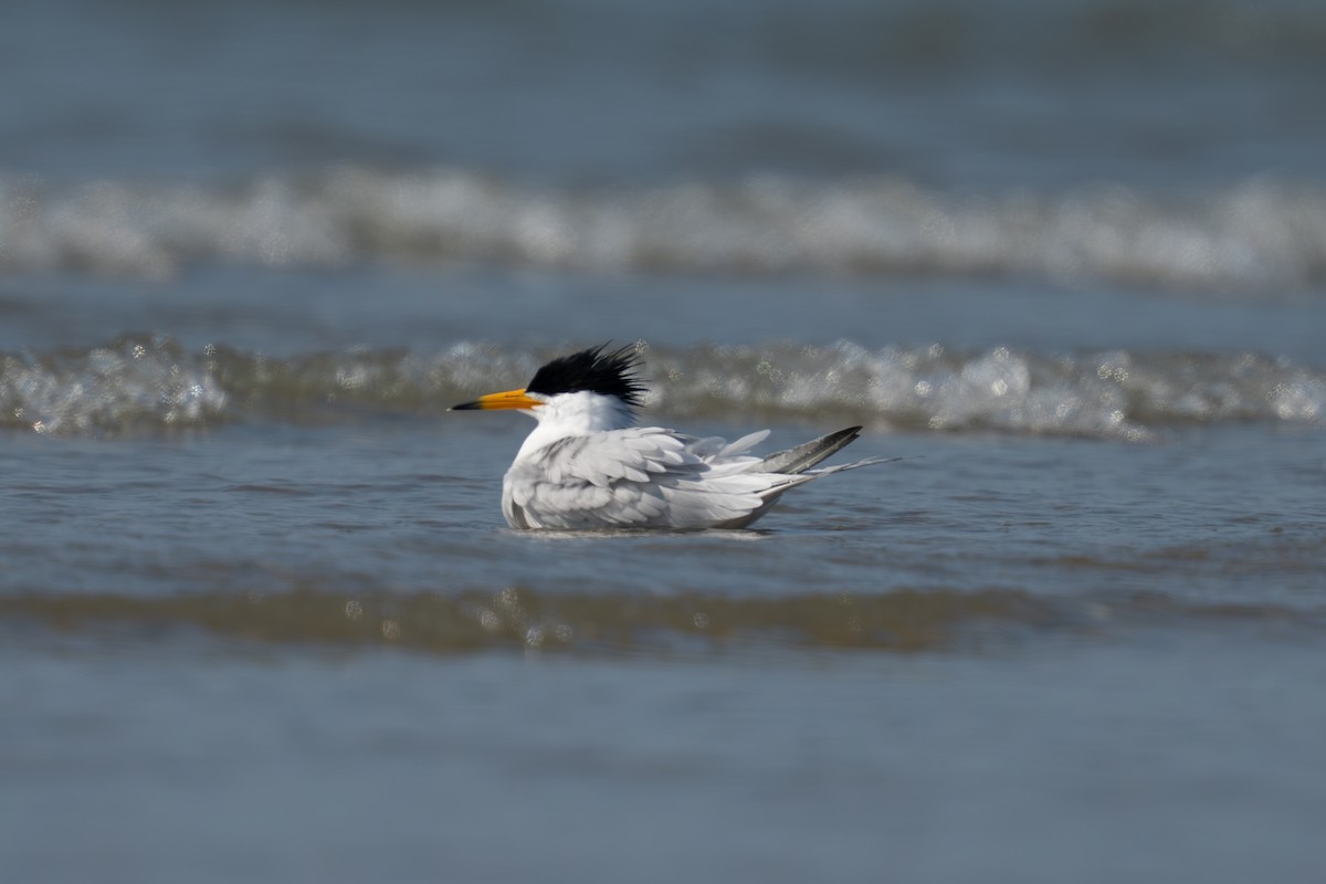 黑嘴端鳳頭燕鷗 - ML636322958
