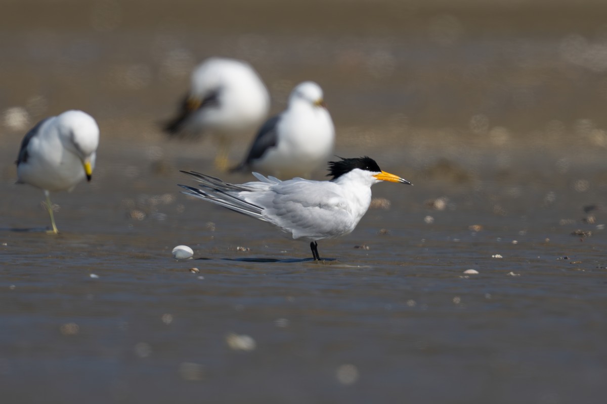 黑嘴端鳳頭燕鷗 - ML636322966