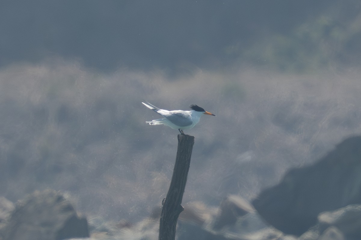 黑嘴端鳳頭燕鷗 - ML636322997